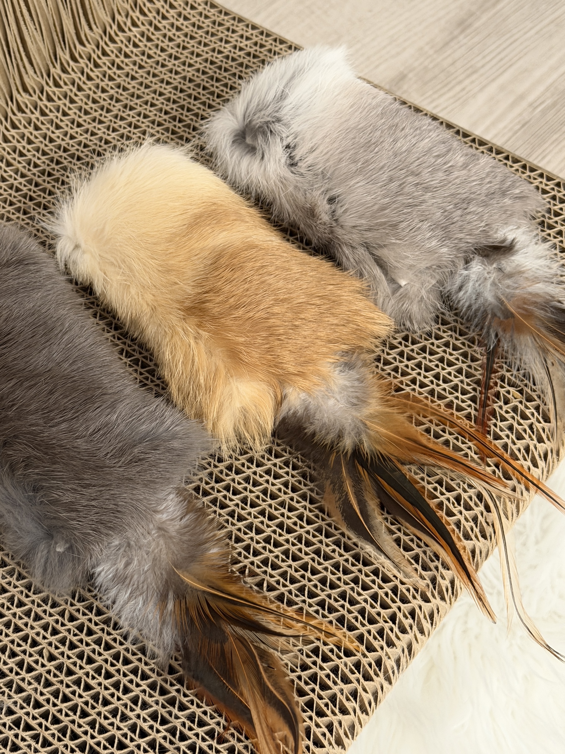 image_C47E6568-5C7D-452E-800B-879DC744E658_1767441521