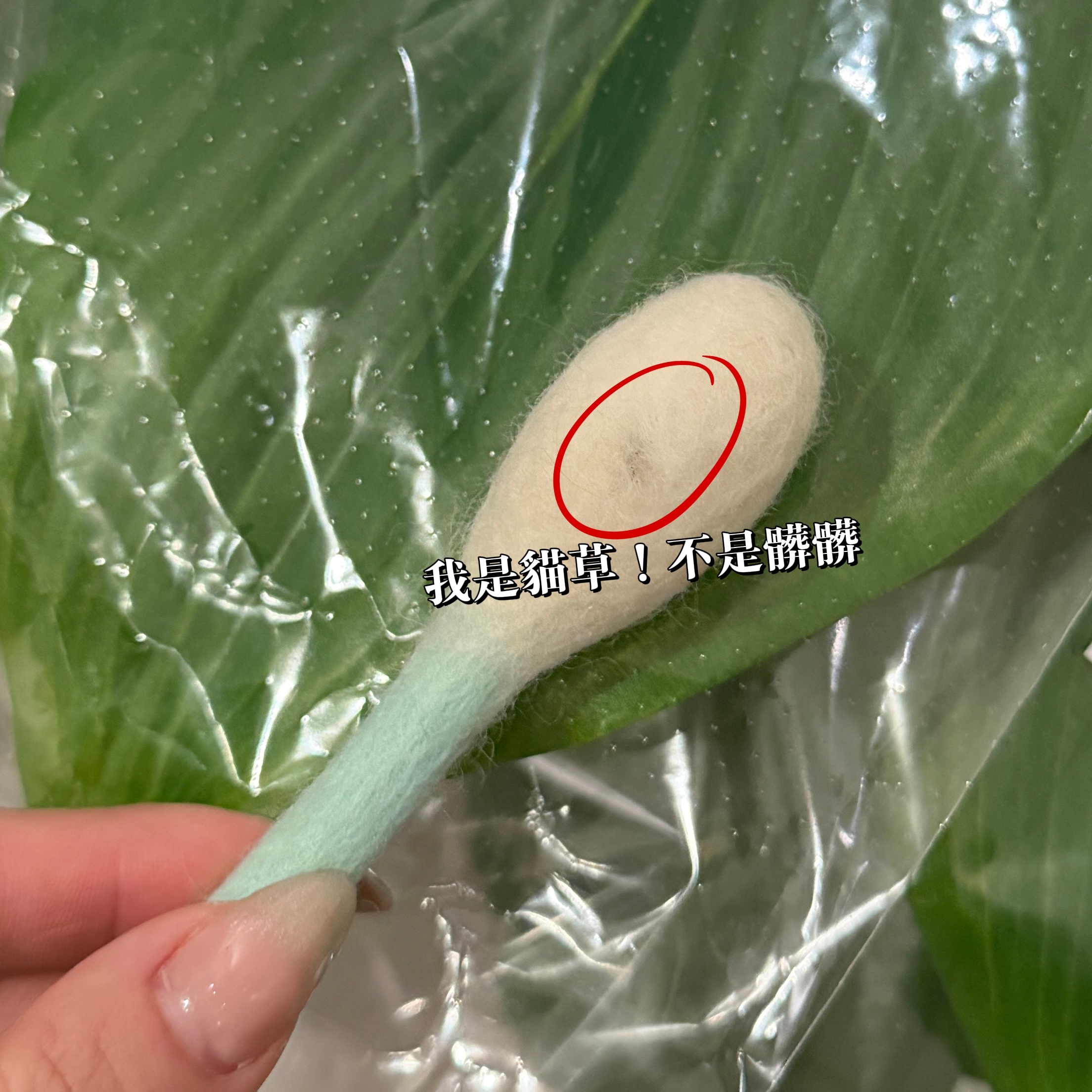 image_F59FD366-4DA5-48CF-98C1-B81239E27FE7_1768998769