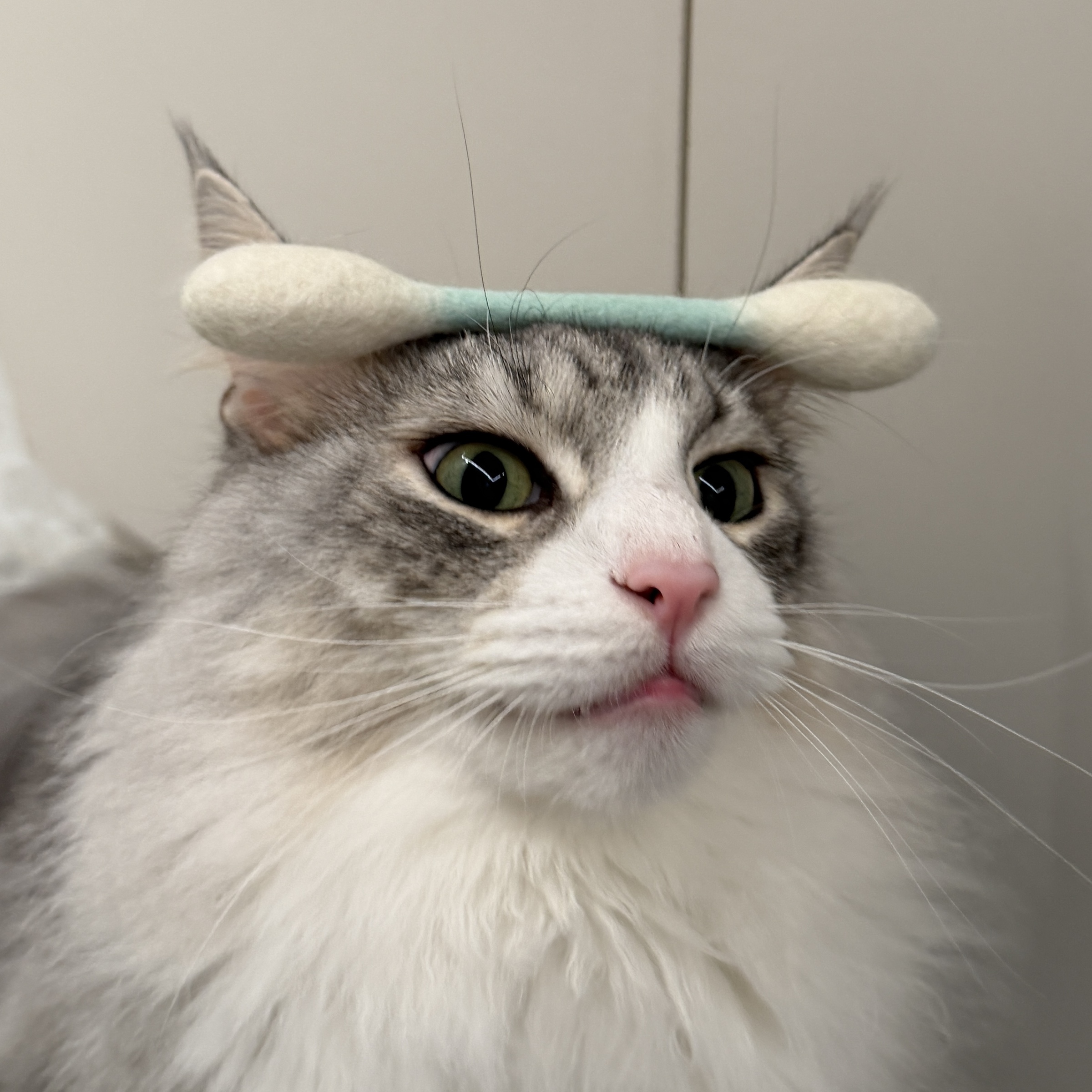 image_EBB8B6FA-A0B2-43CF-8A28-DC4F2A779BB2_1769000802