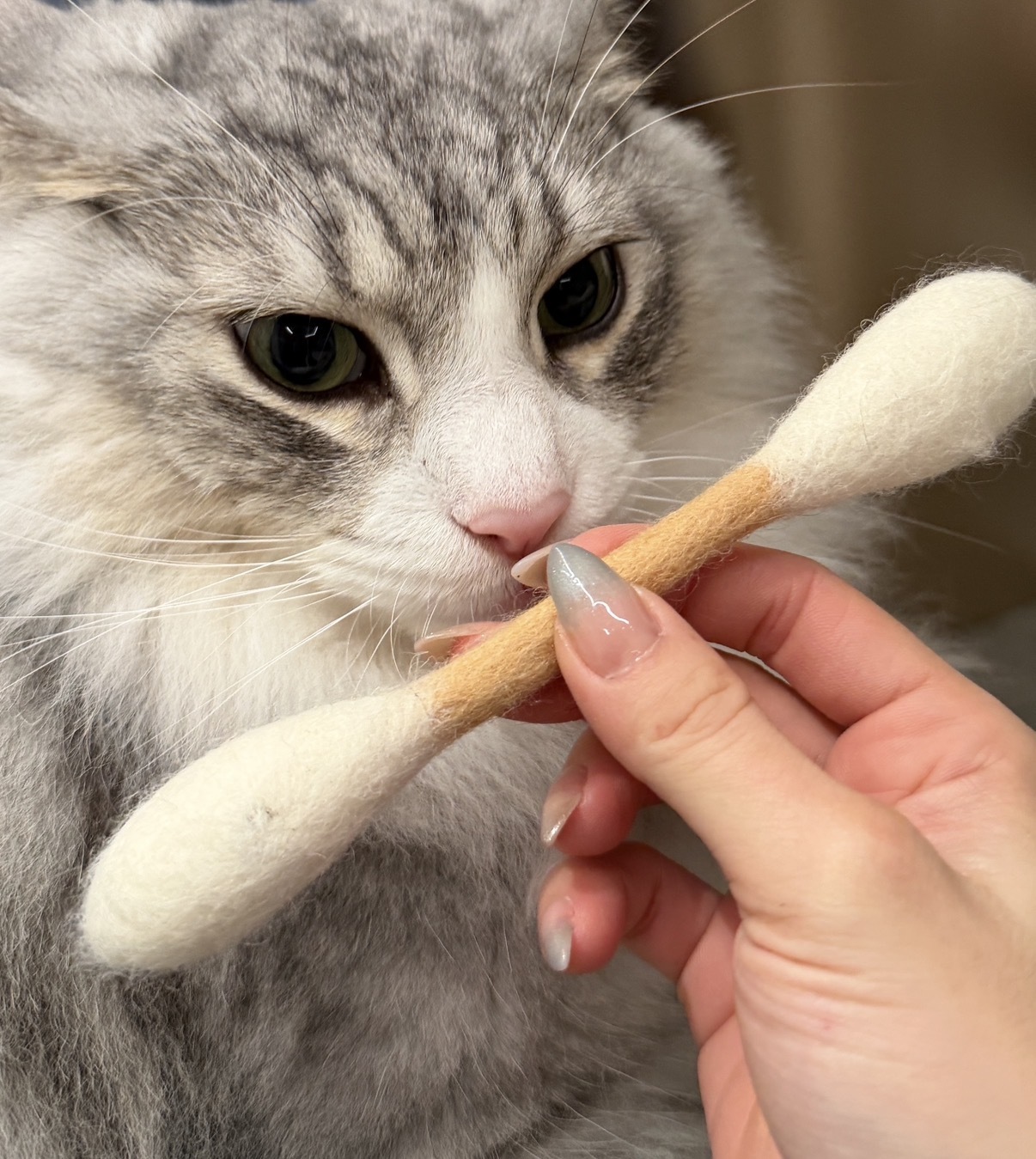 image_46A95068-2BD8-49BD-873F-7237FF9F6DE9_1770196640