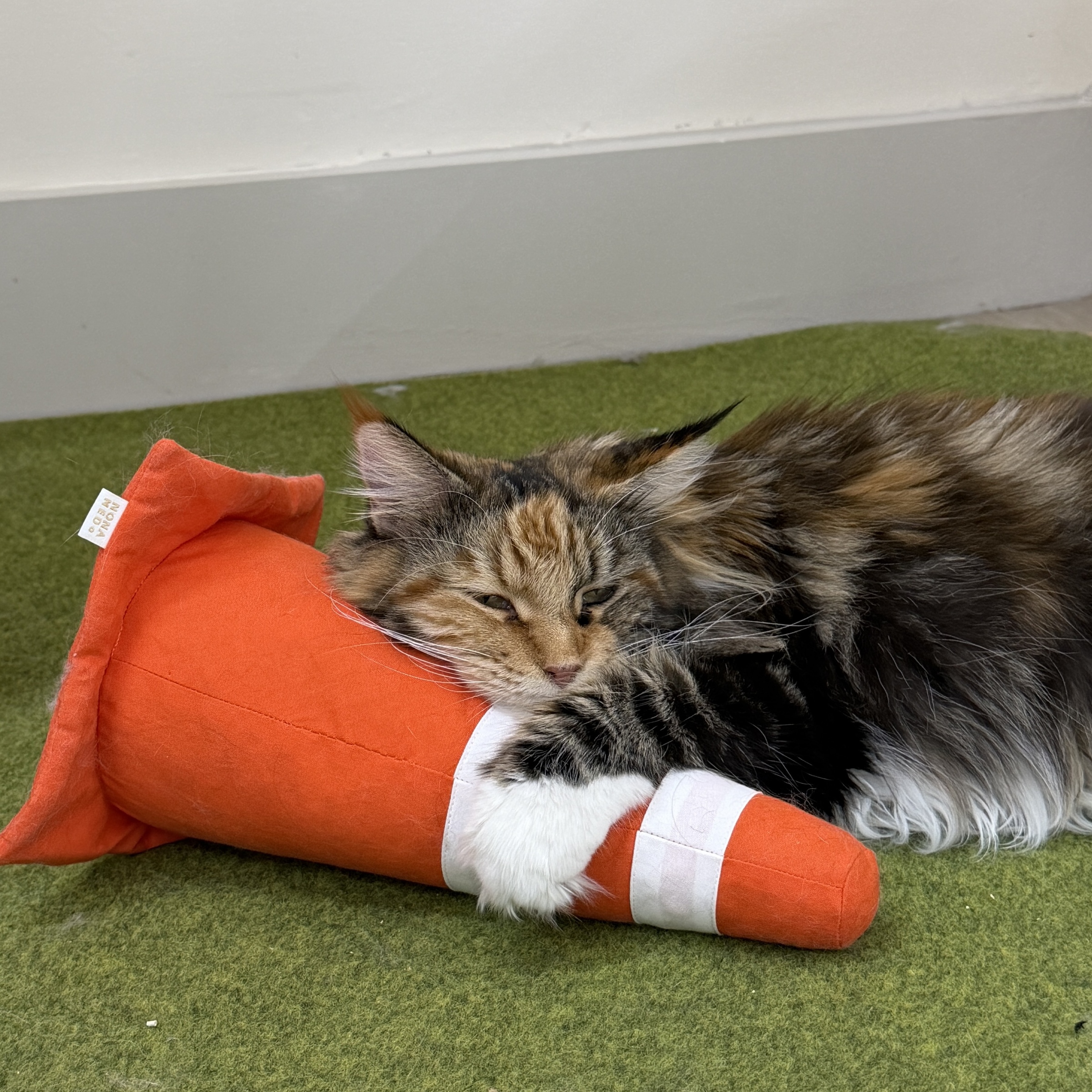 image_32F01957-B154-466C-BD2A-06D0A39BADEC_1770290911