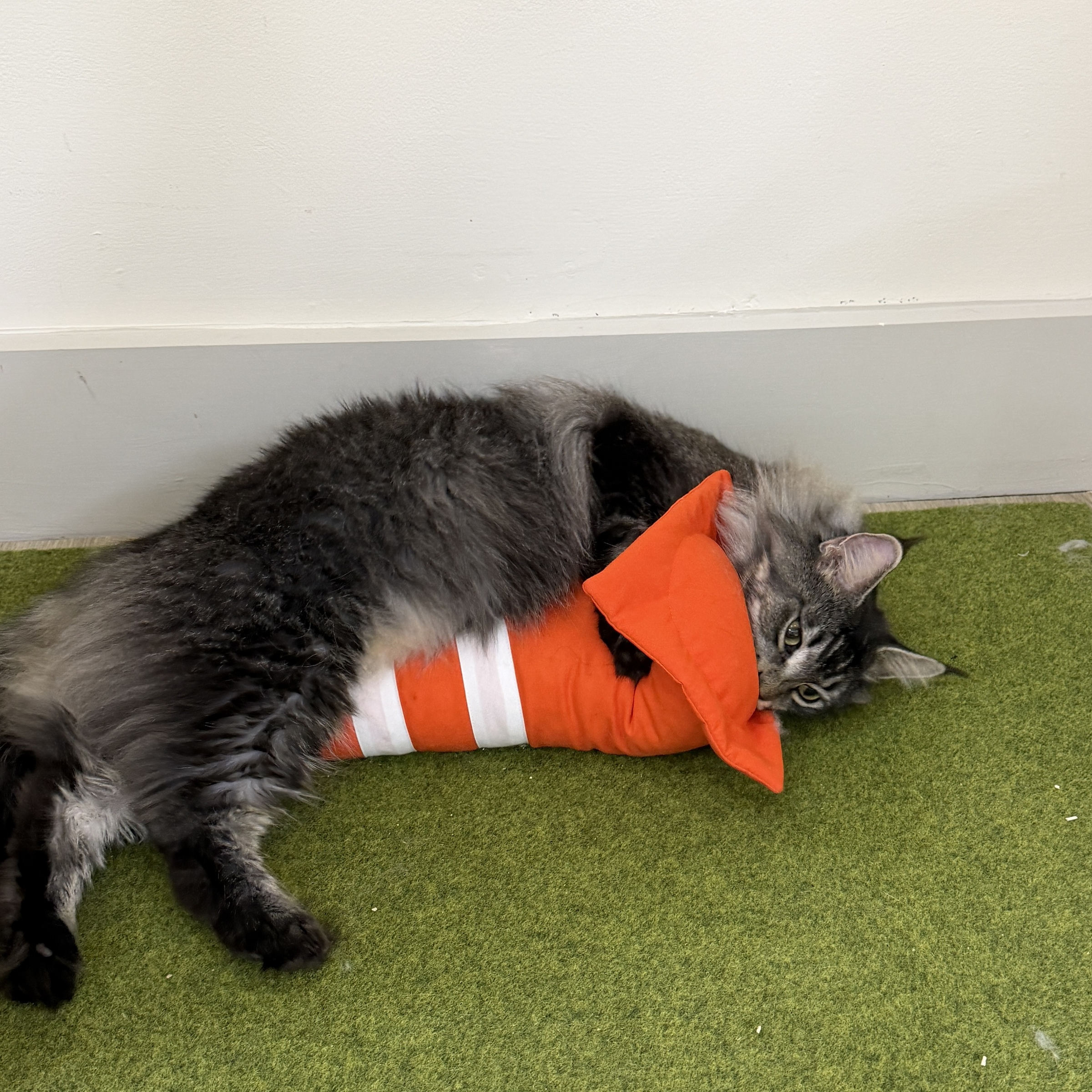 image_ED2B9016-FFD1-4553-92F2-B1B83EC82FC3_1770290911