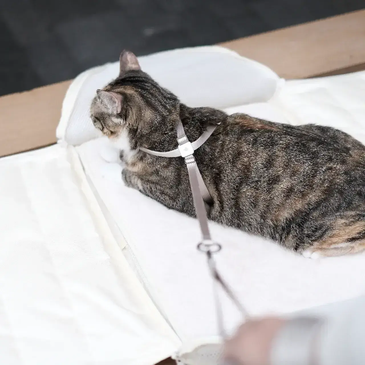 IMG_9077-1736435540370