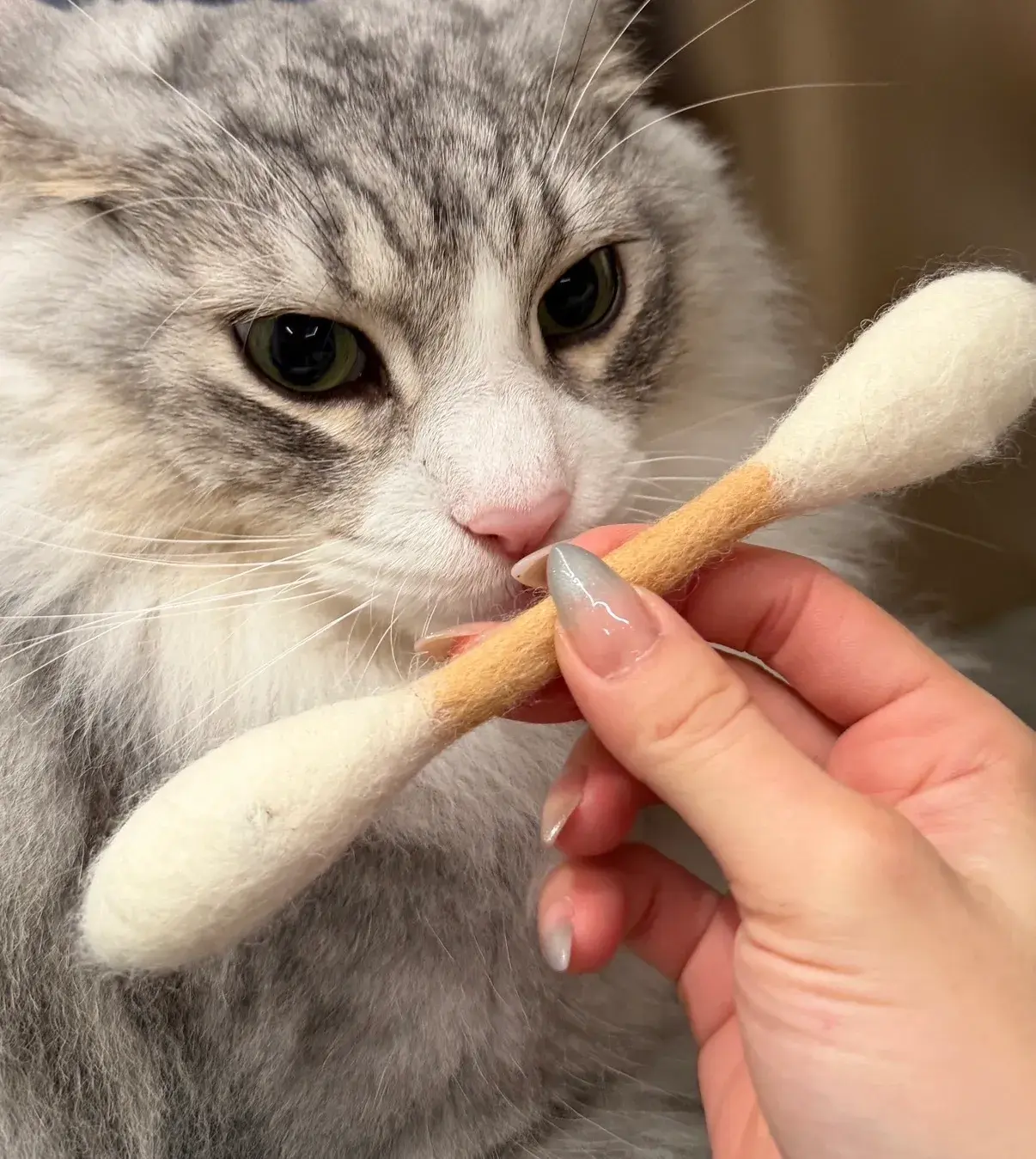 image_C7481842-E32B-425F-BFEB-962F8A414DEA_1769444745