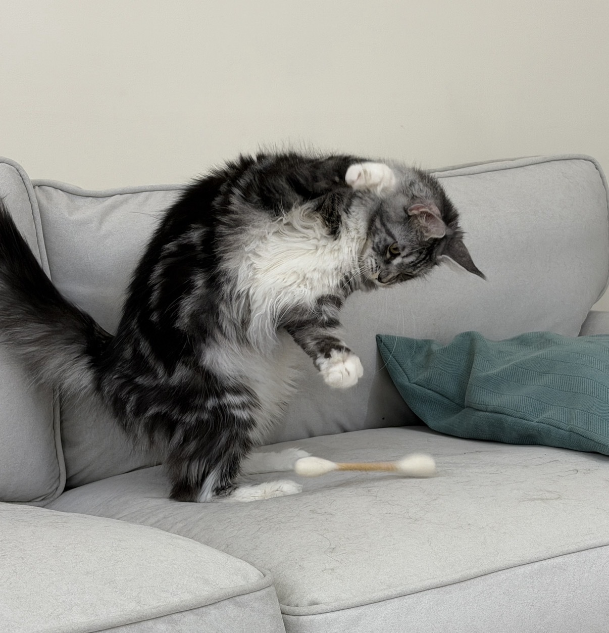 image_208276D7-CF9E-4246-A551-DDBCA2653884_1769444745