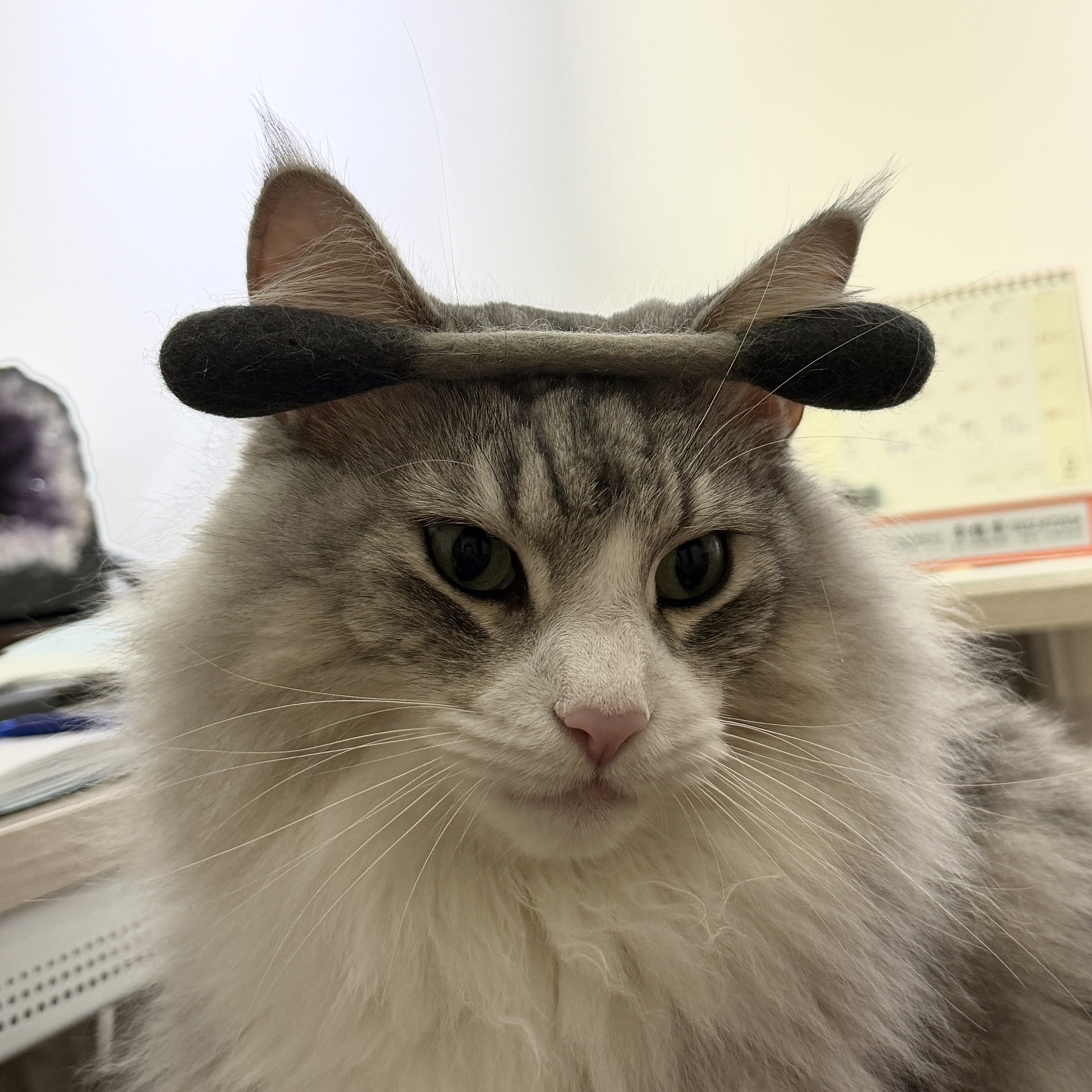 image_693FD17E-2875-4B15-8EC2-D4DFC8166E8B_1770899095