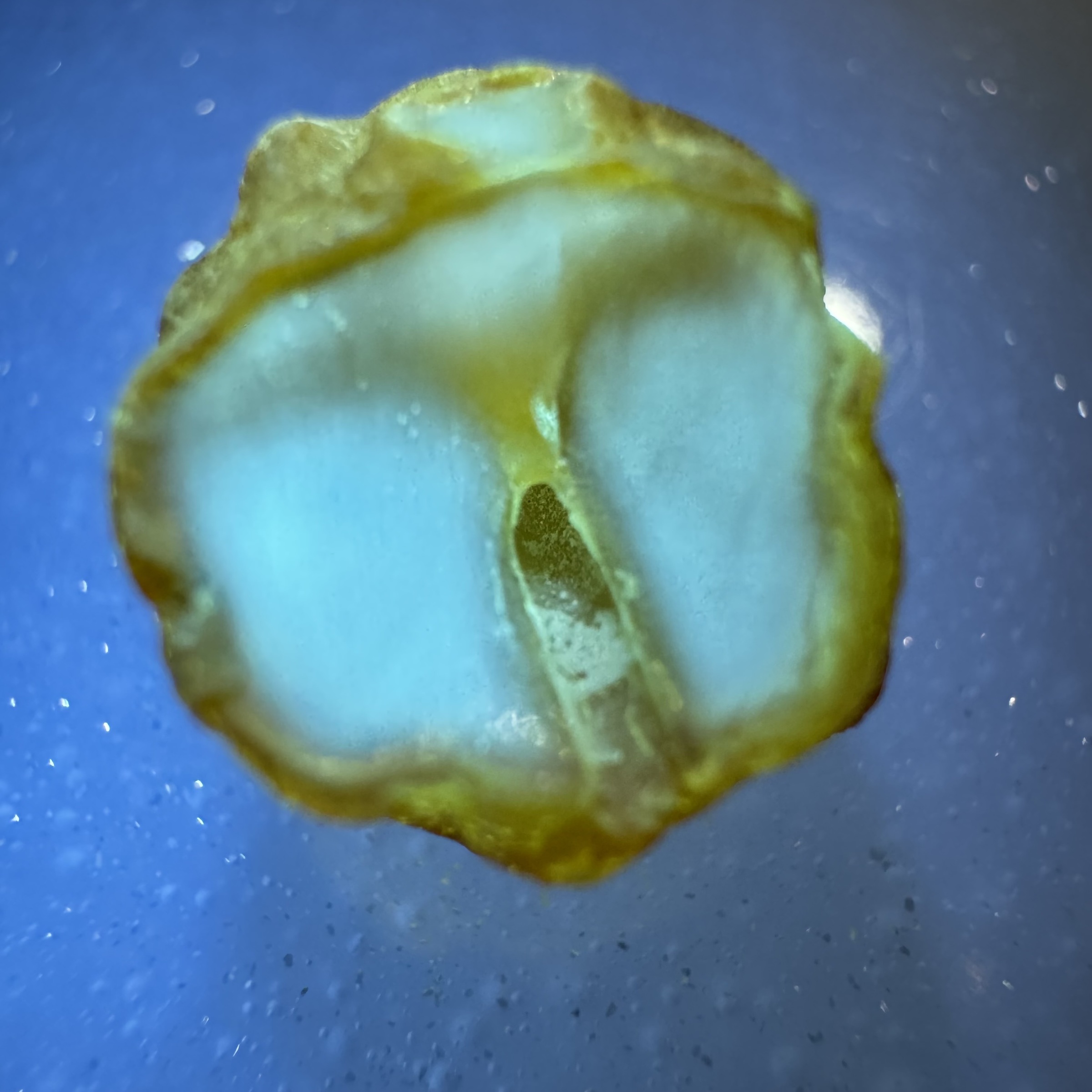 image_06B5C52B-E978-4B7B-8216-840CEAD4B717_1791870109
