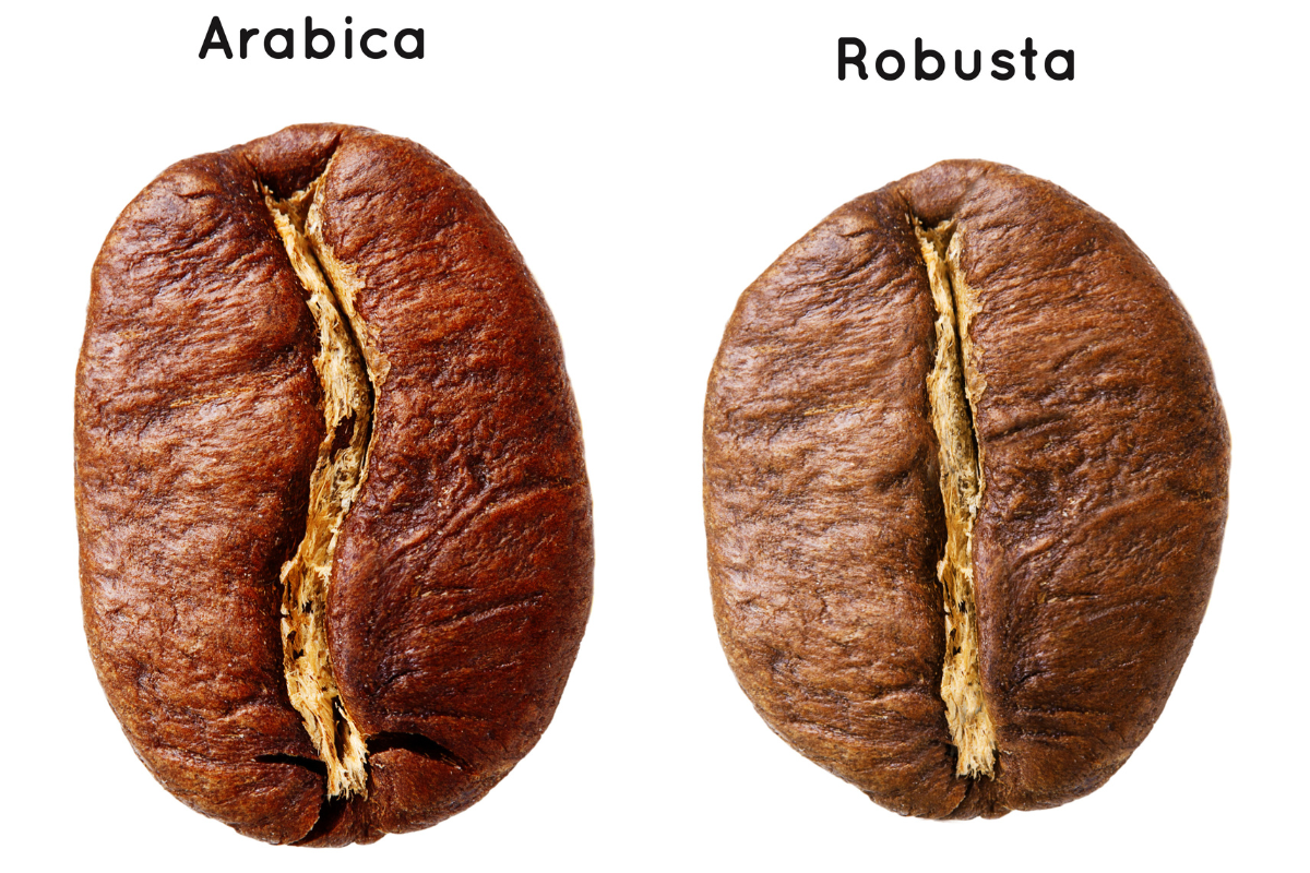 Difference between Arabica and Robusta Coffee Bean - Origin Sixties