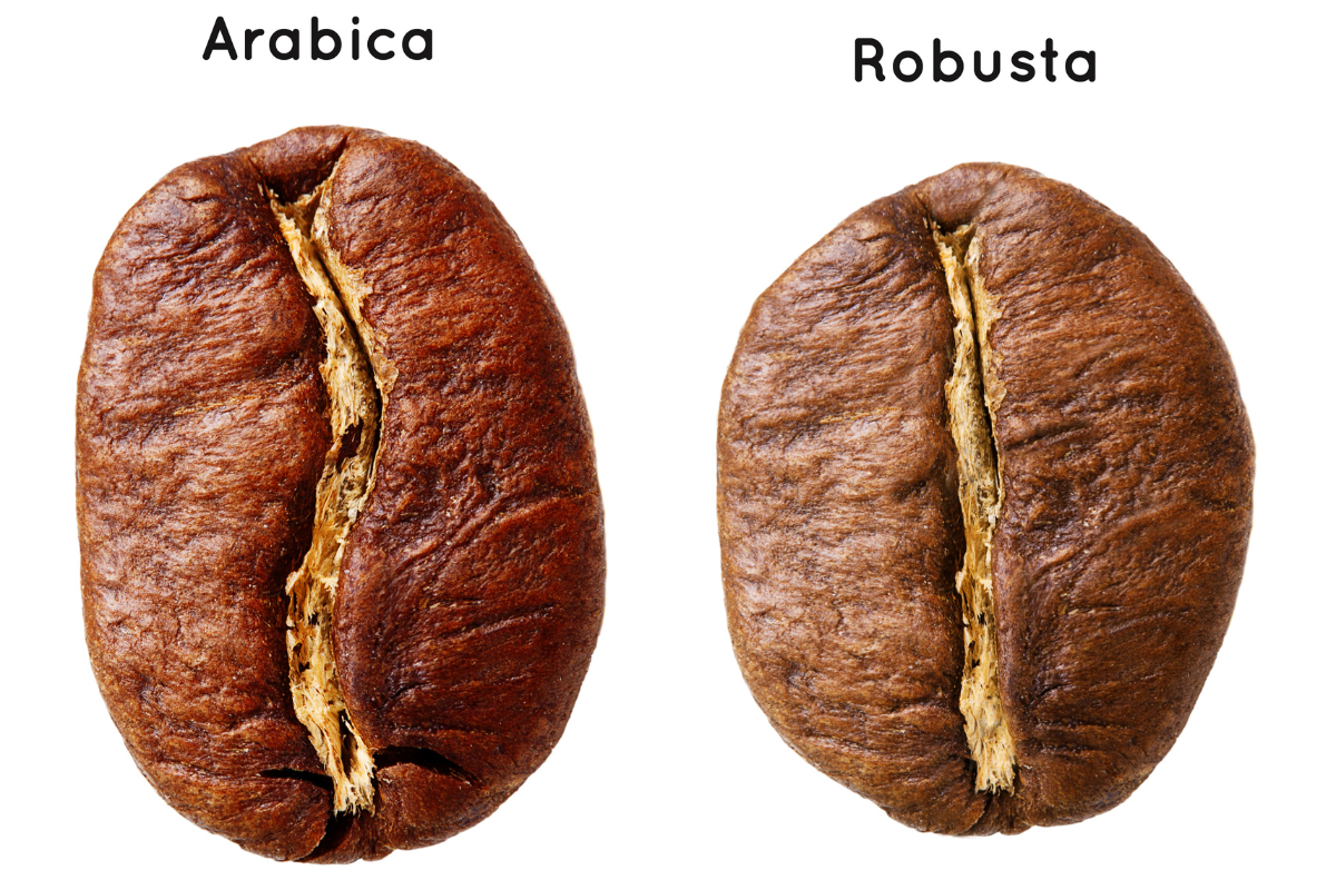 Types of coffee beans You NEVER knew about - Liberica, Robusta