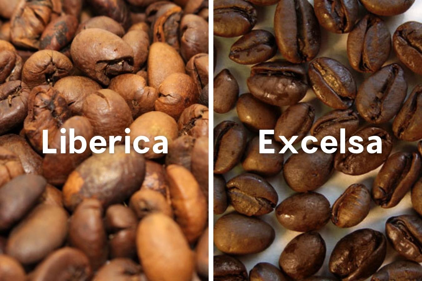Difference between Liberica and Excelsa Coffee Bean - Origin Sixties