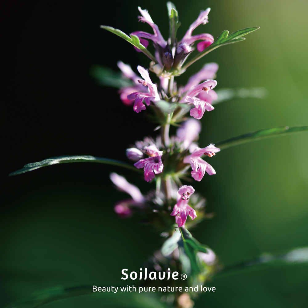 shopline_益母草_1000x1000