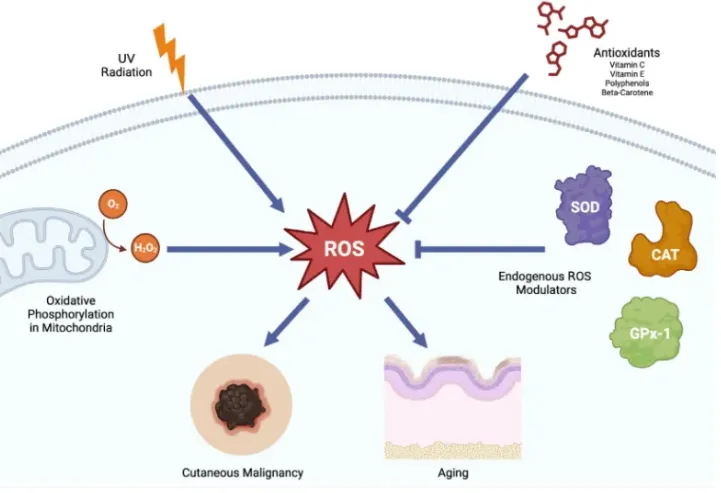 Mechanisms of Skin Aging Processes