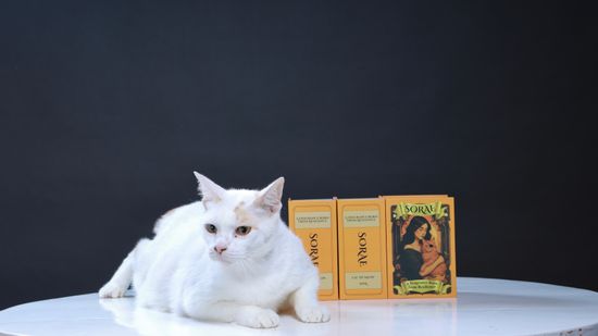 JOJO Eau De Meow, SORAE x AUS MESHI | Aus Meshi