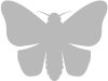 merino