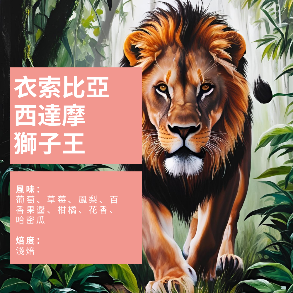 衣索比亞 西達摩 獅子王