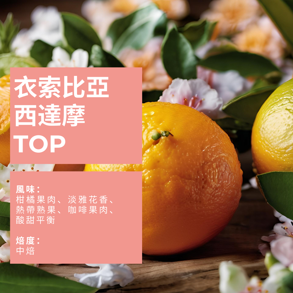 衣索比亞 西達摩 TOP