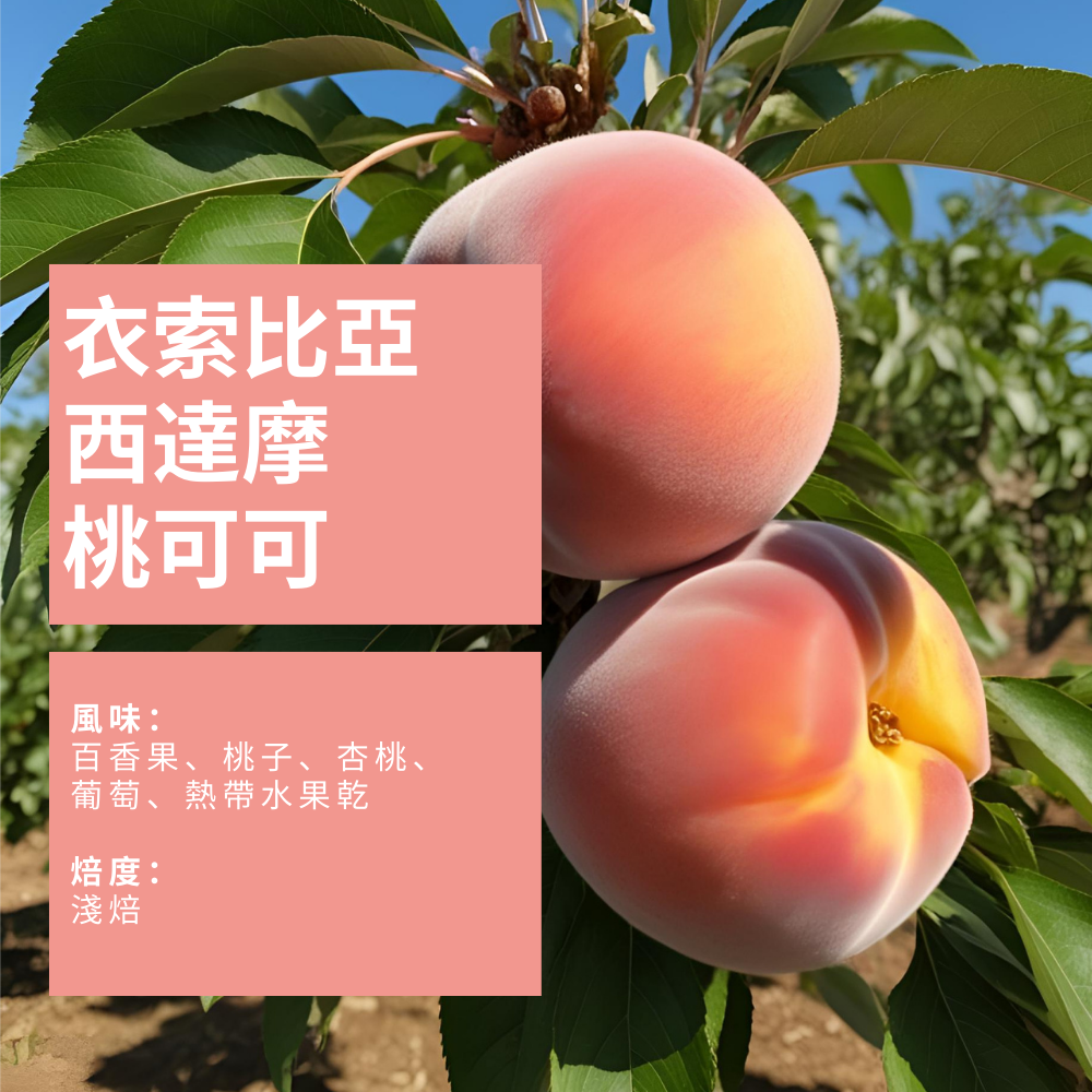 衣索比亞 西達摩 桃可可