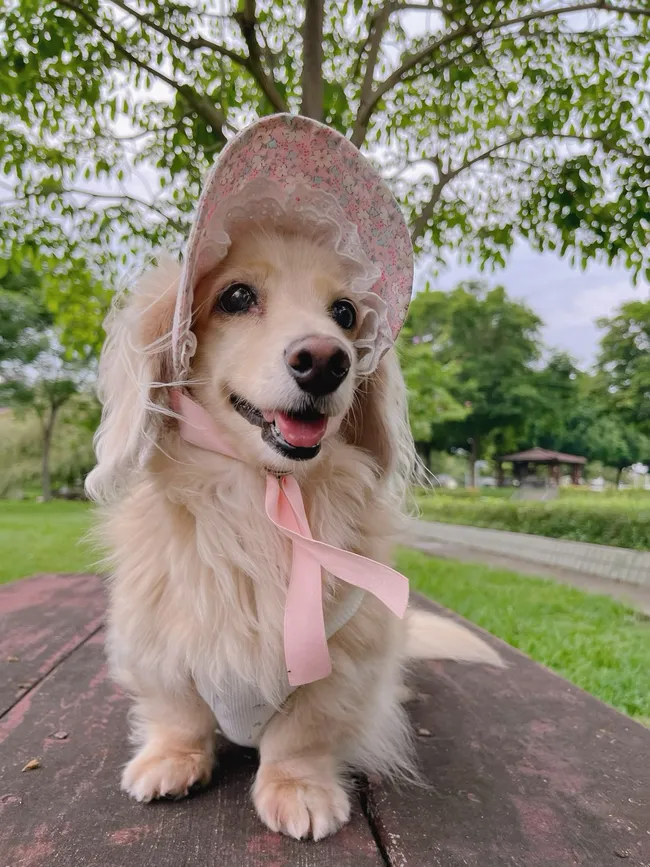 LalaBuy |  - Hats