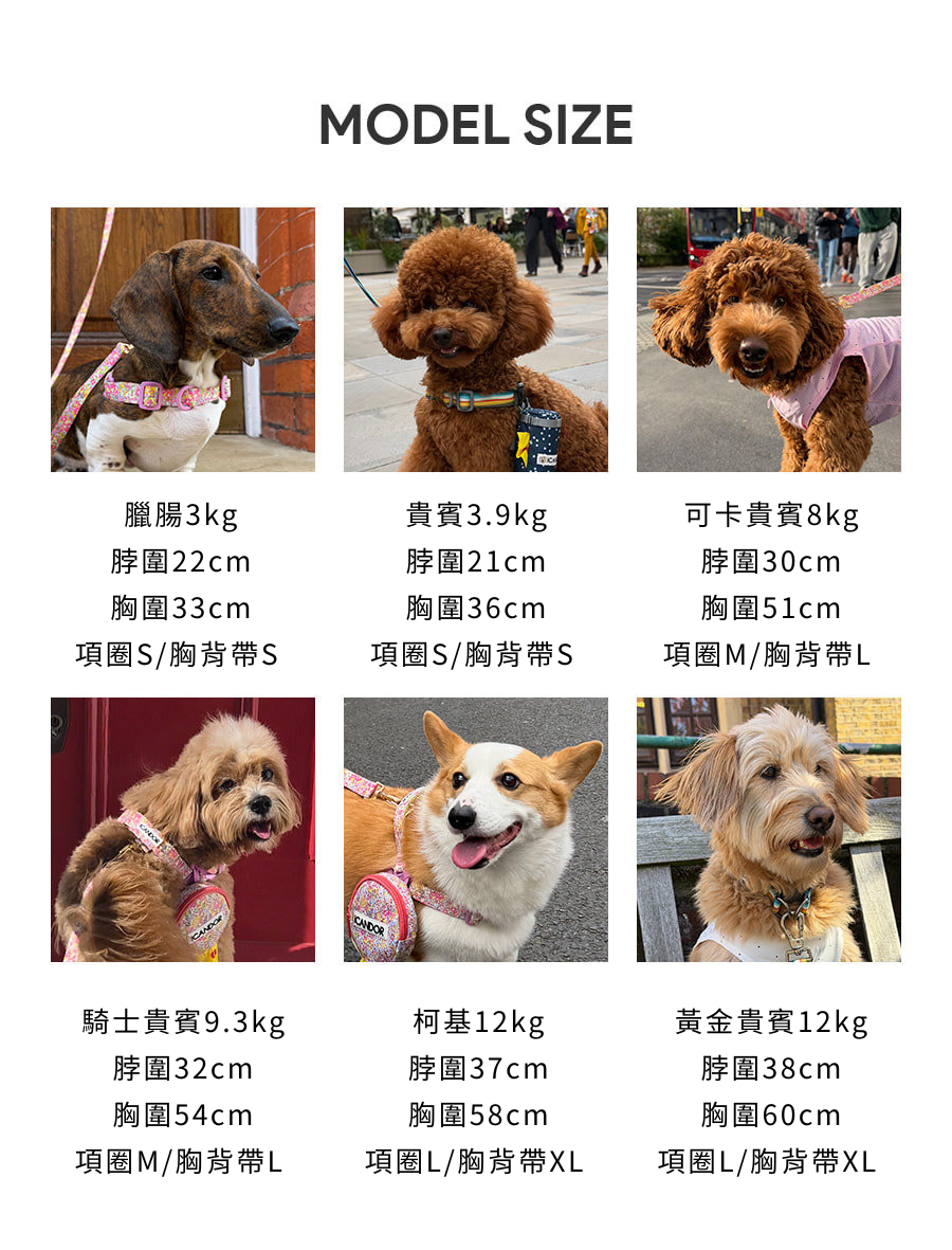 八字MODEL