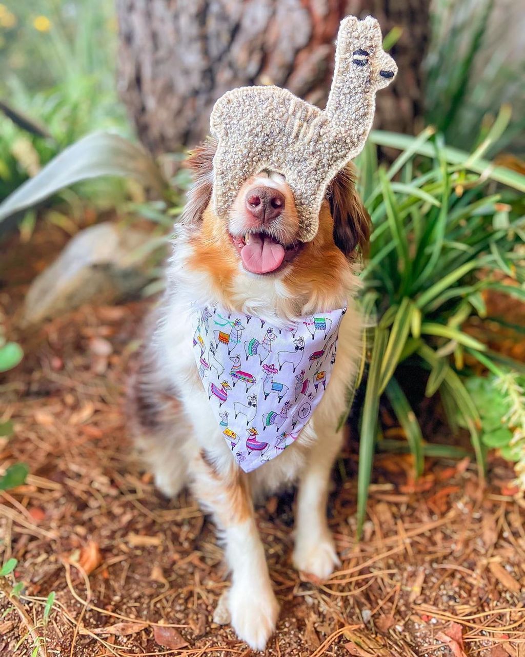 thelittleaussies2