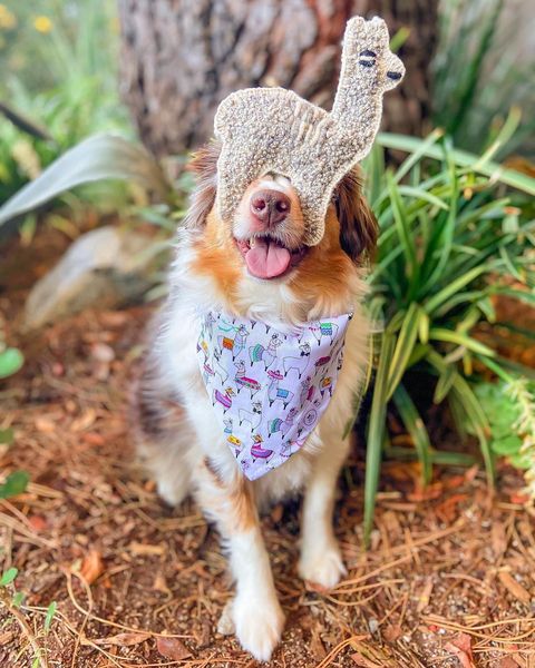 thelittleaussies2