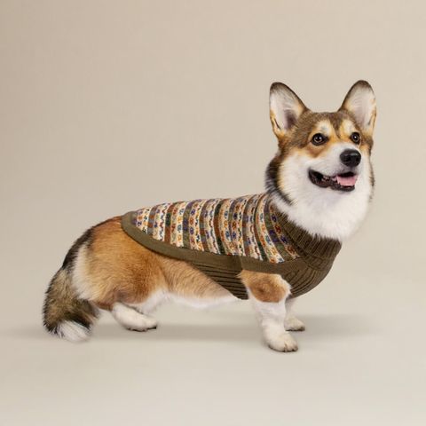 chocolate-bands-dog-1