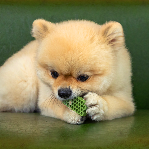 honeycomb chew_veggie 商品圖 04