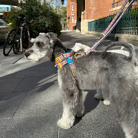 c6e85823e4262111f3743e4de1e73eb2