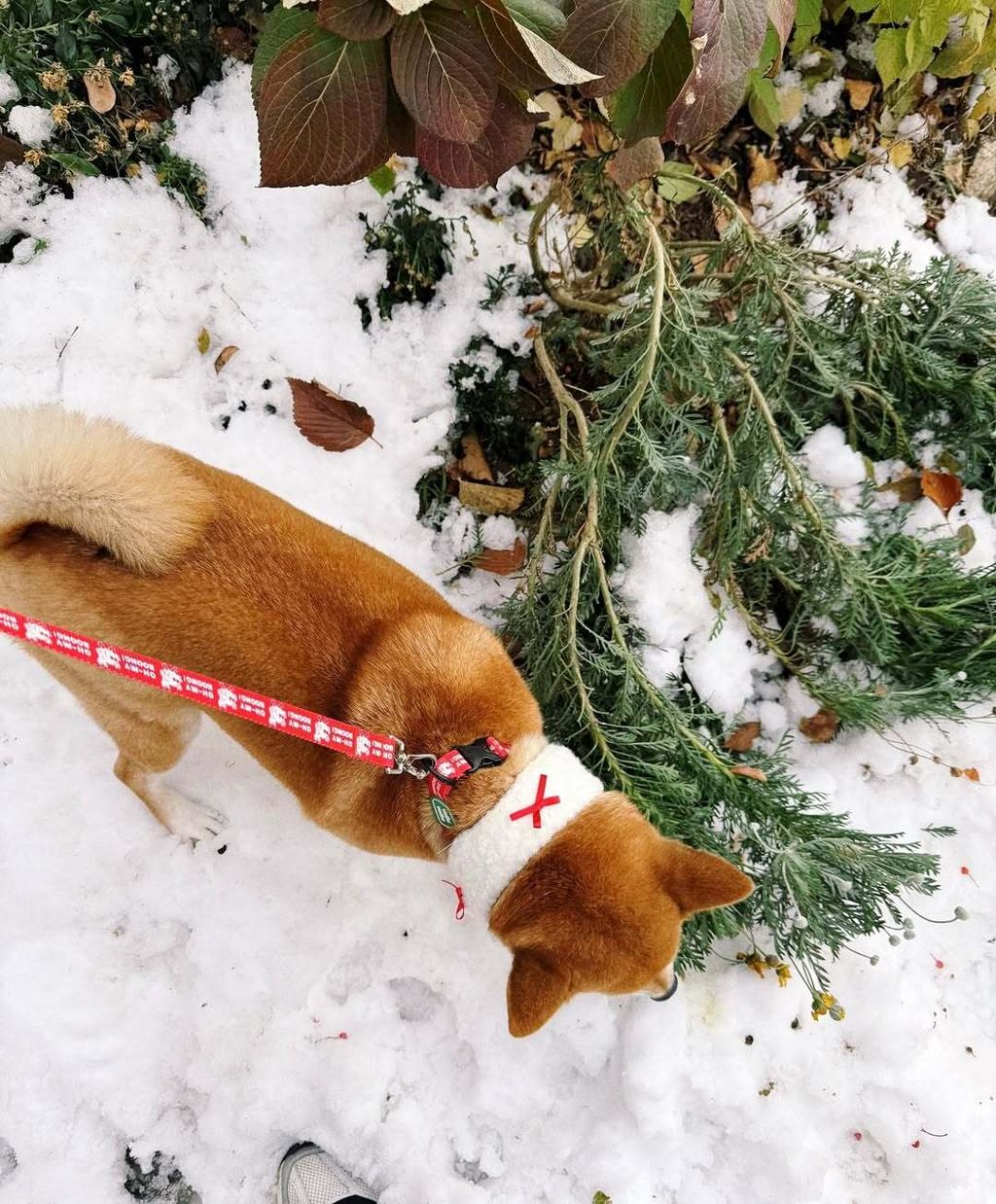 SaveClip.App_469304878_461833280275113_5624292189258303061_n