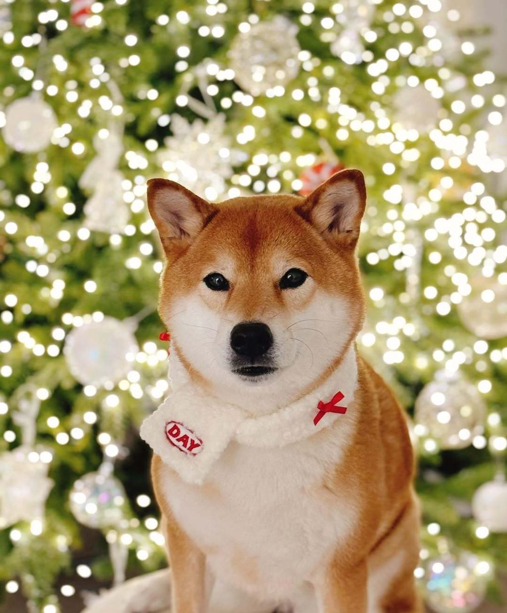 SaveClip.App_469391999_3962089517400434_3900797060779745674_n