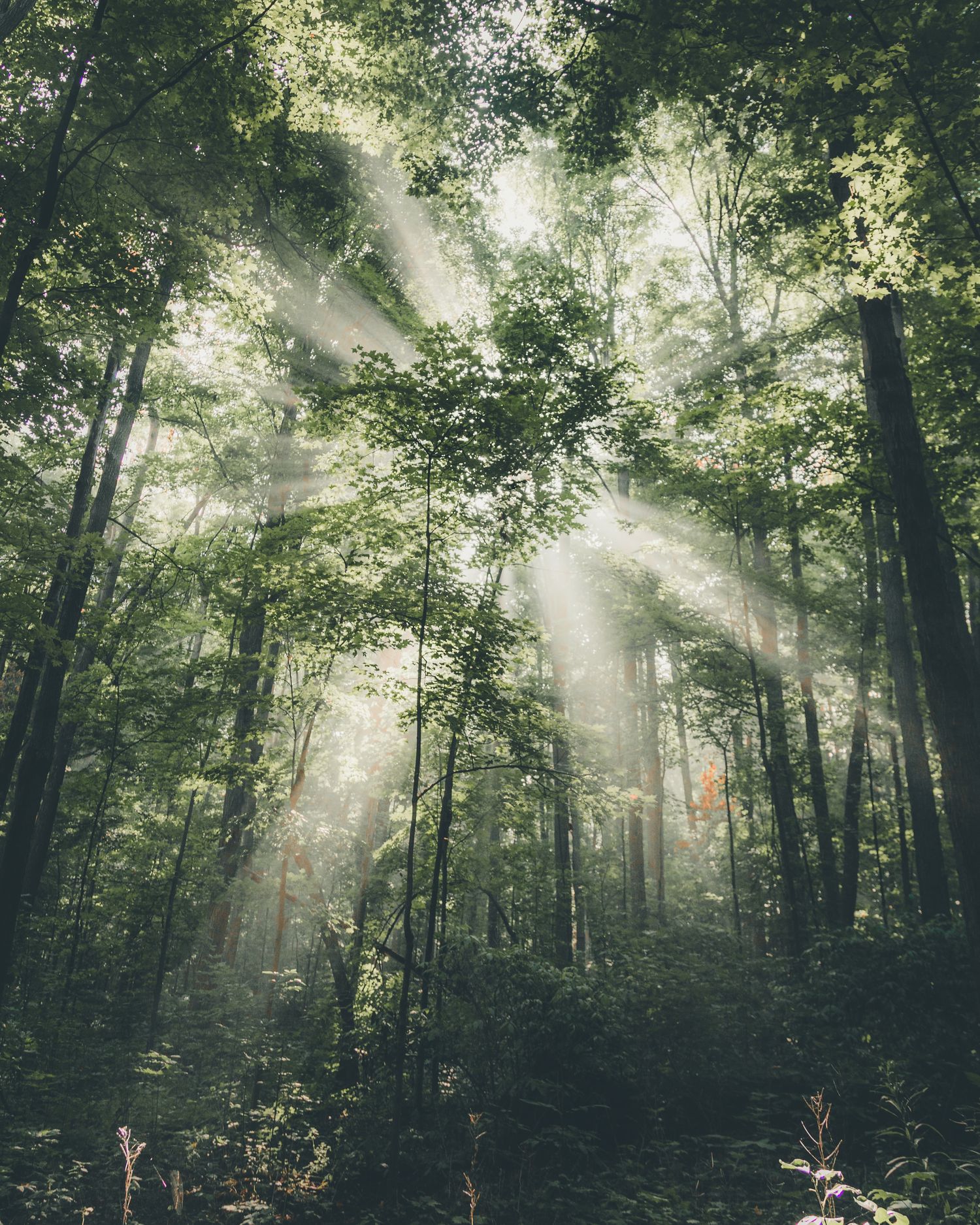 https://cdn.store-assets.com/s/1293758/f/11190507.jpg