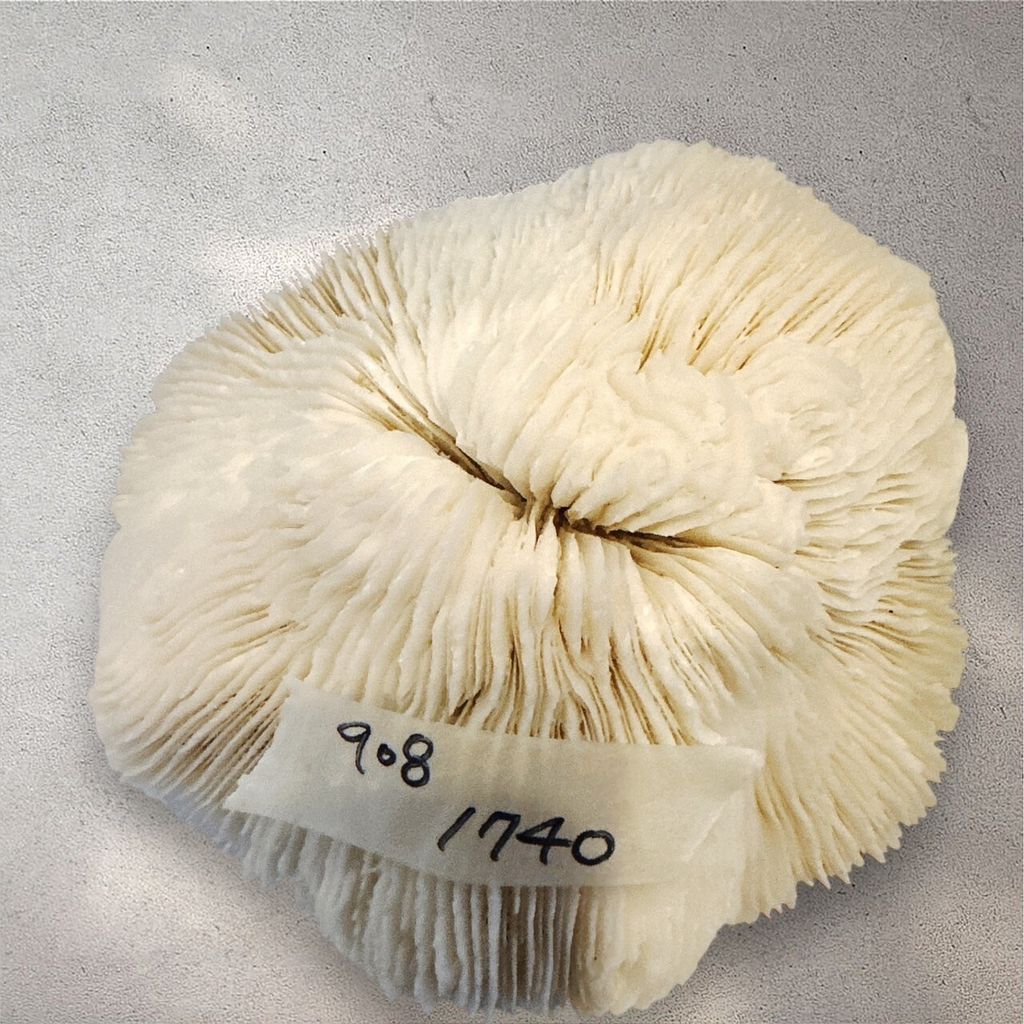 LINE_ALBUM_113912直播邀請_240912_20