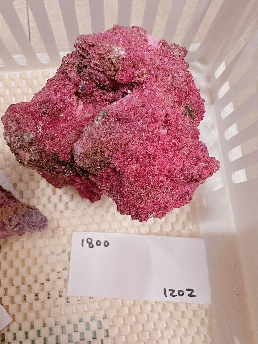 IMG_7259-1733307003355