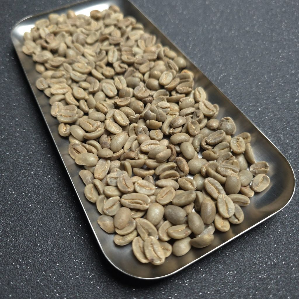 極光羽翼_生豆實拍_1500