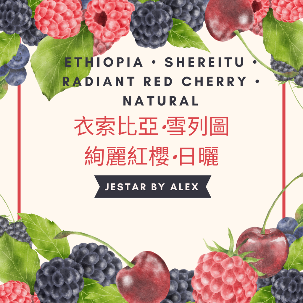 衣索比亞•雪列圖•絢麗紅櫻•日曬