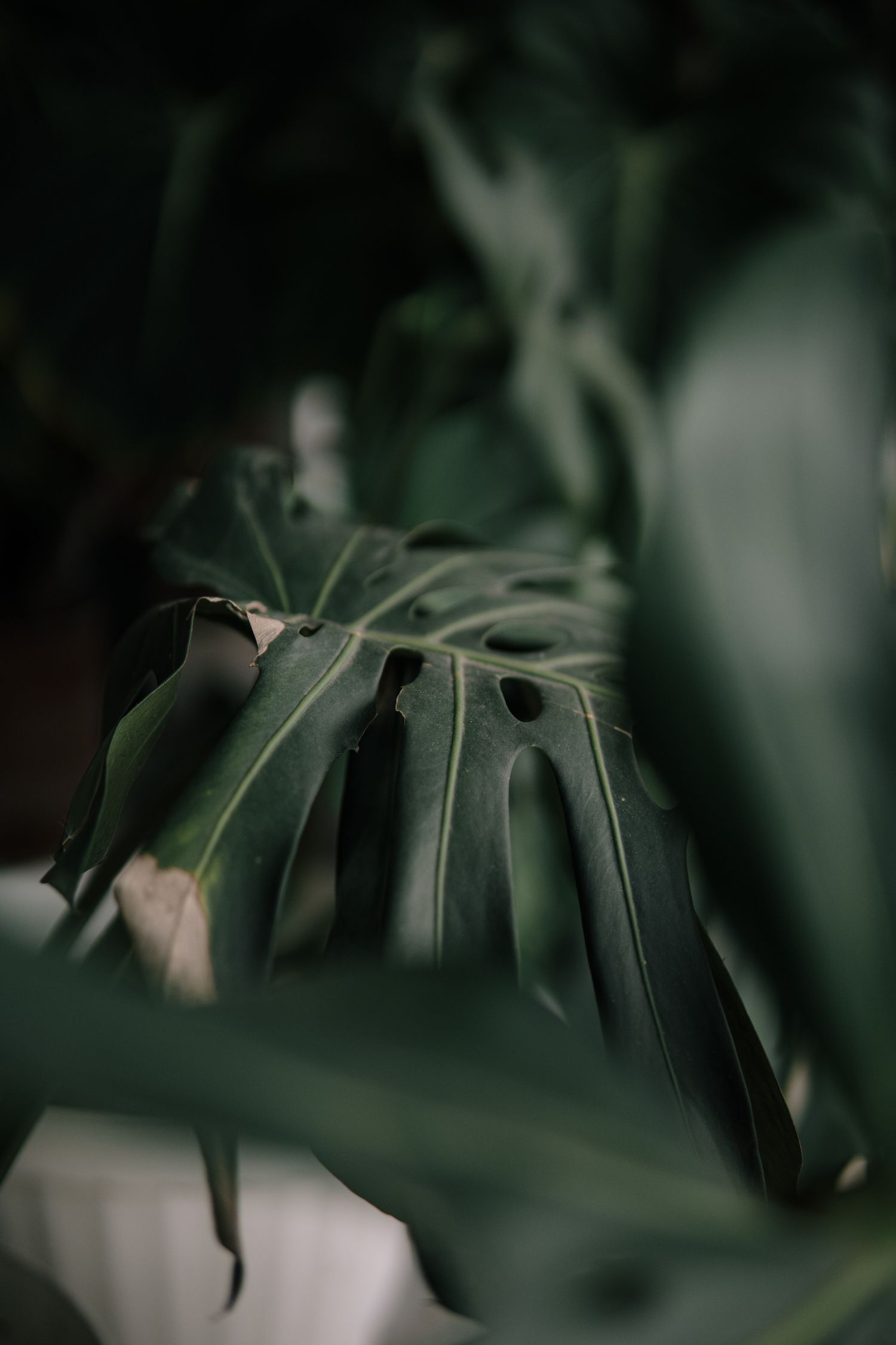 https://cdn.store-assets.com/s/1297615/f/11505670.jpg