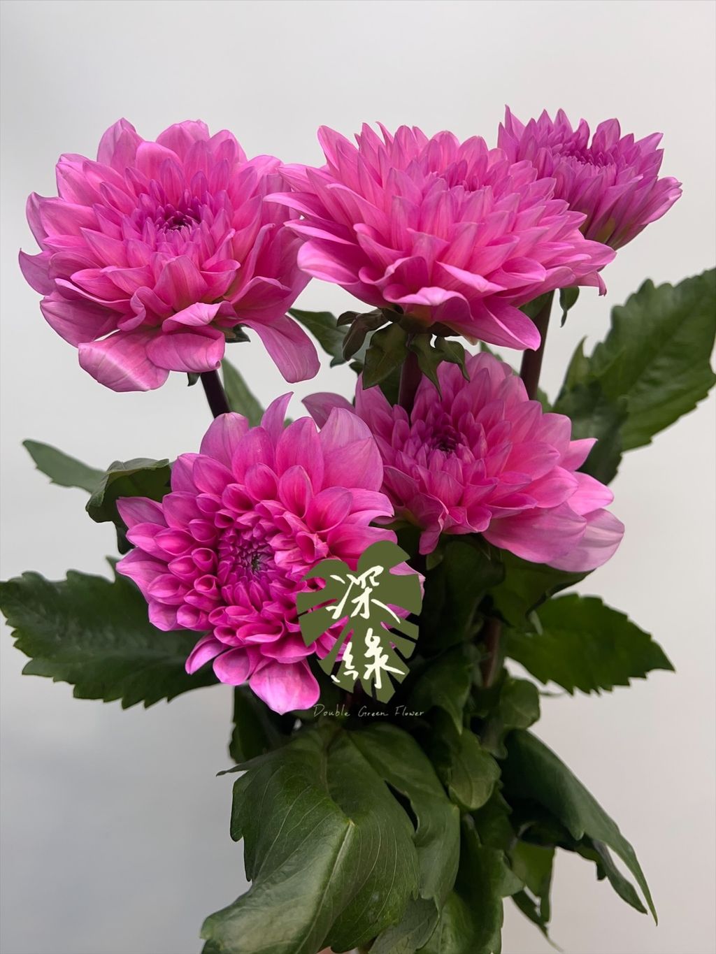 image_A9D86B74-978C-4706-B3BD-98E31E9DDFFA_1772464238