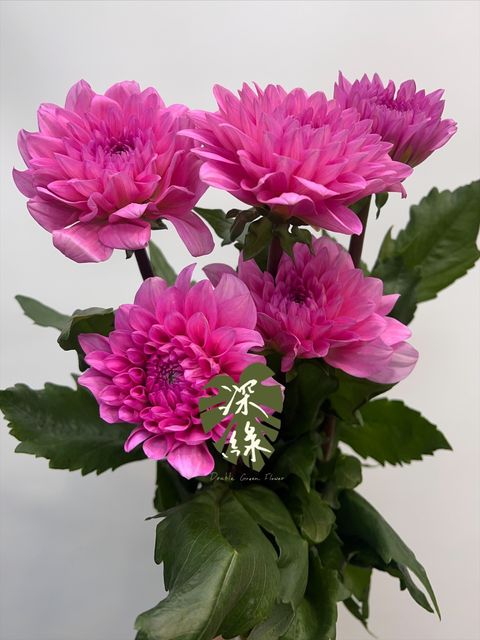 image_A9D86B74-978C-4706-B3BD-98E31E9DDFFA_1772464238