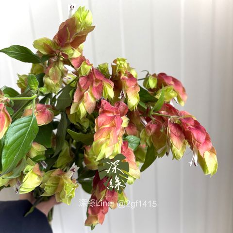 image_BD9D6CCC-2944-47DD-8E51-FE8C47B2679D_1772512891