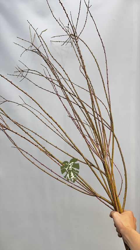 image_8D93C11B-13B5-46D4-8B01-A0565046FCEC_1772516598