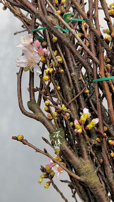 image_646482C9-6631-4803-A226-F2BF464B93CA_1772516626