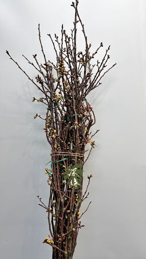 image_FF8482CB-7750-46A9-984C-C83721664DE9_1772516626