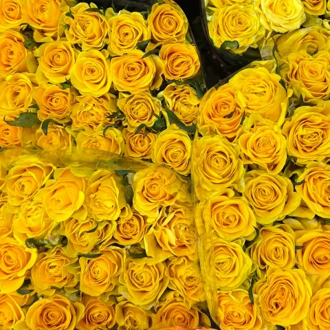 image_992B5676-1055-4290-A7EC-3FE84F3EE49F_1772429931