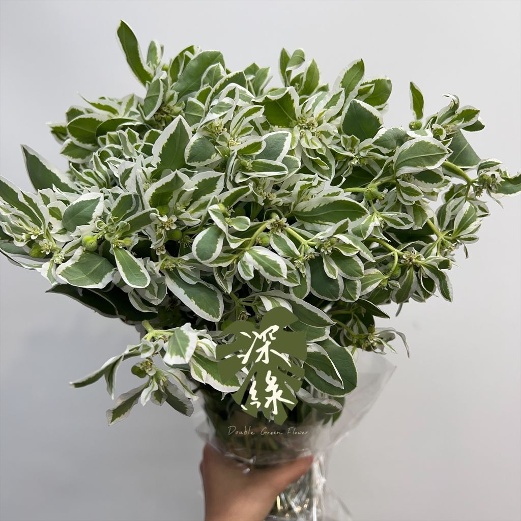 image_DBABF0FB-C19C-4A91-B0D0-3D67AA442D92_1772592739