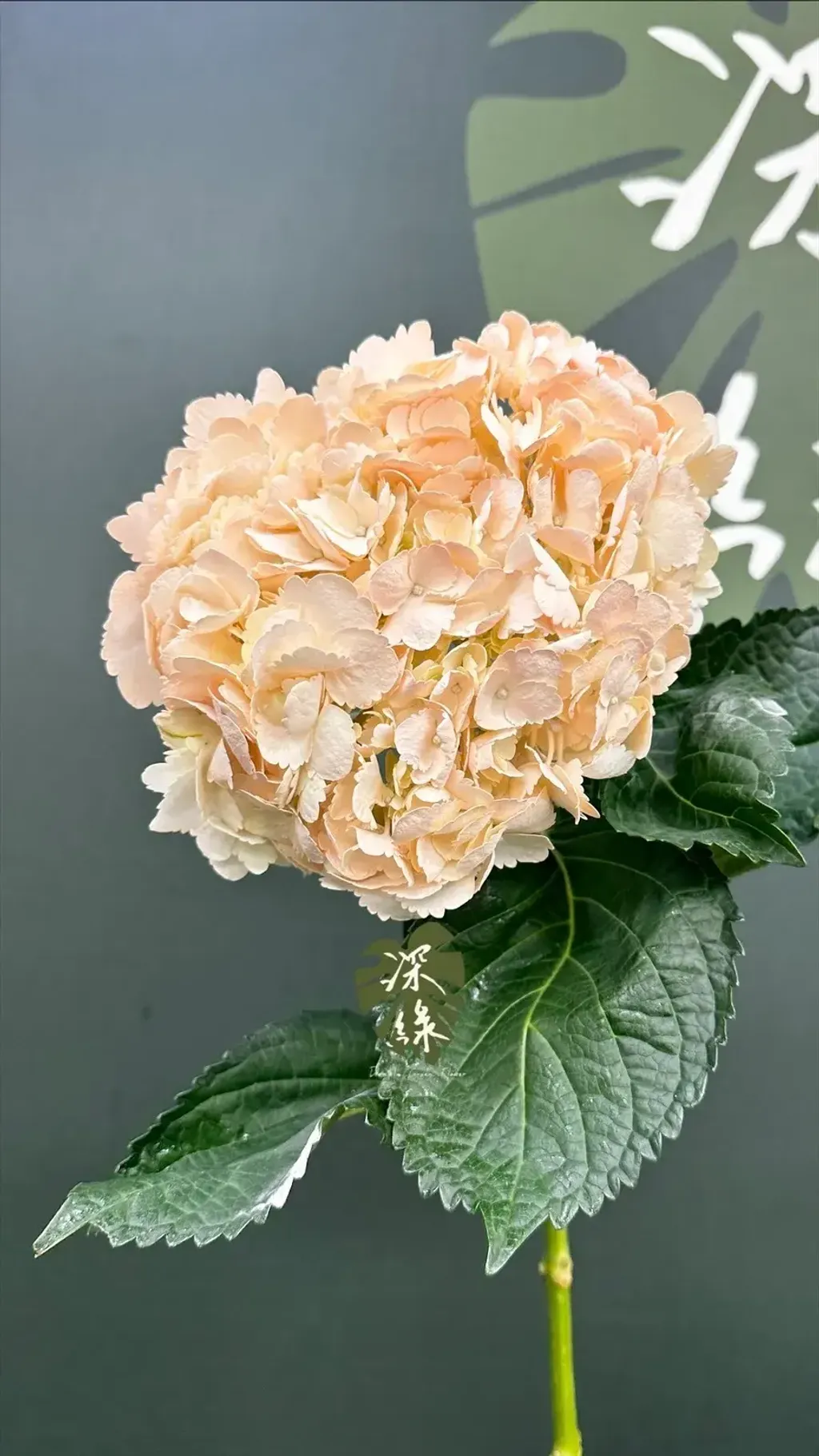 image_F799F631-5DC3-4BE7-B3E1-DEEB02832756_1772680631