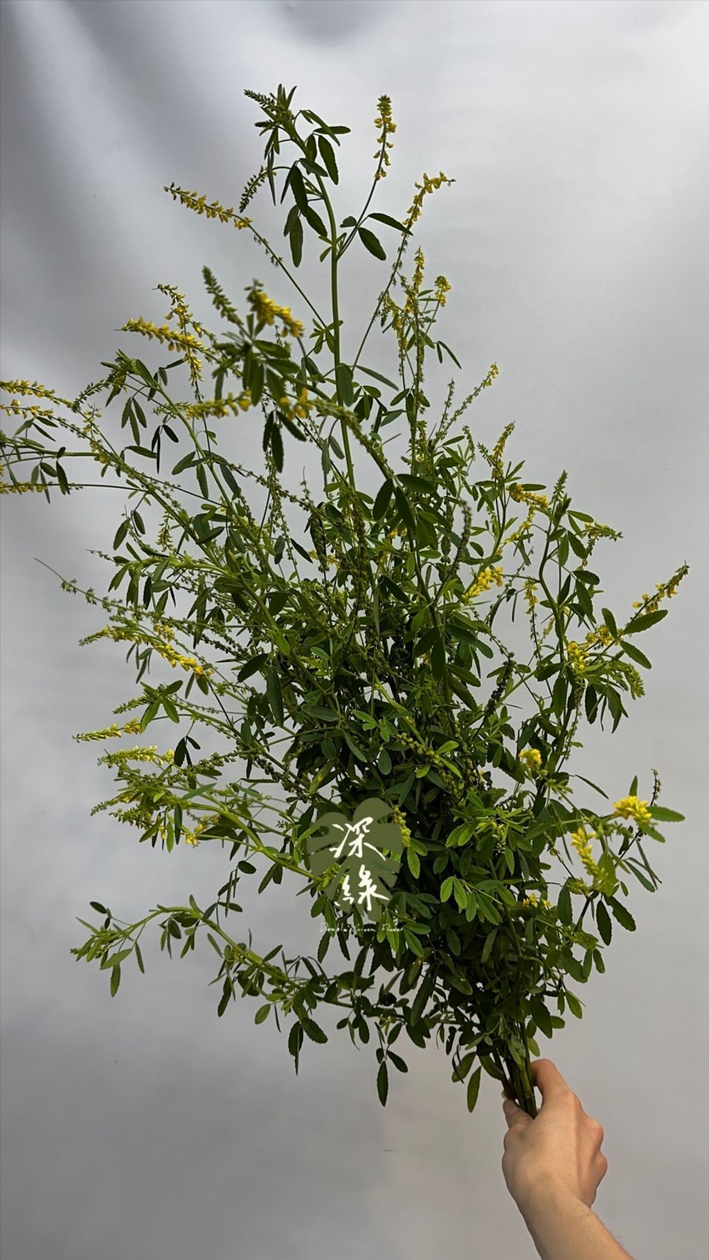 image_9E680552-AF39-45D9-BCDC-FF0DBE77B1DE_1772938710