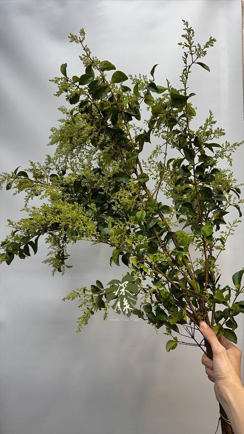 image_BFACBDFC-EB45-4241-B344-FC2DE2E37932_1772938792