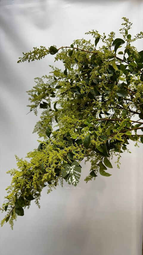 image_405F3BEF-D34E-4935-8B09-8275AC4A0D0E_1772938792