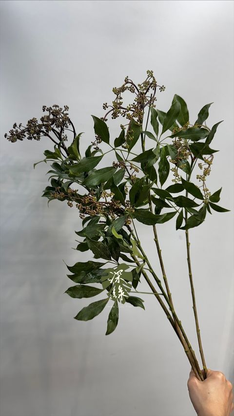 image_A7BE52FA-64AE-42D4-A5B6-FF5D021AC09C_1772938913