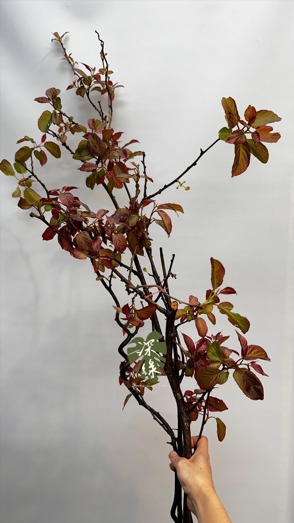 image_CDF5854A-6E02-4ACC-A679-37FAB3E2E743_1772938954